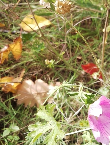 Mauve alcea 2