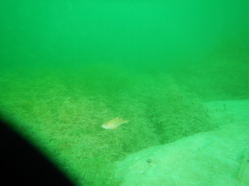 Perca fluviatilis