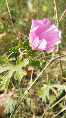 Mauve alcea 3