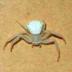 Thomisus spectabilis