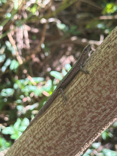 Snake-eyed Skink, Cryptoblepharus nigropunctatus
