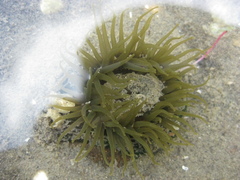 Isactinia olivacea
