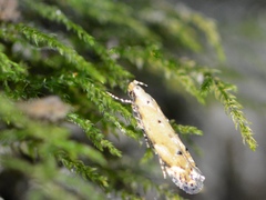 Coleotechnites apicitripunctella