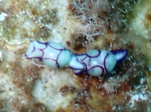 Lamprohaminoea ovalis