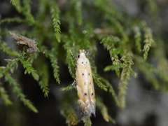 Coleotechnites apicitripunctella