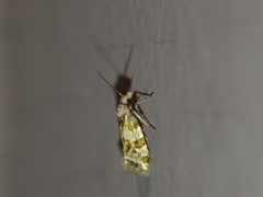 Aethes argentilimitana