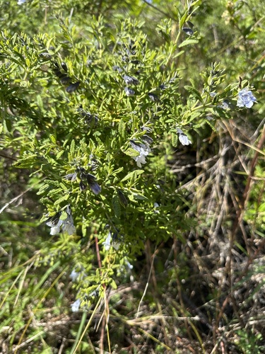 Lepechinia chilensis, photograph 5