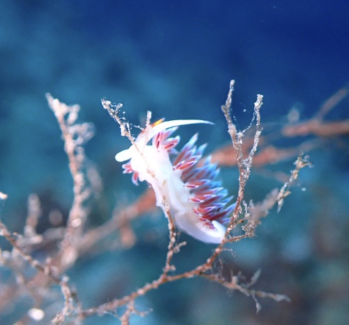 Cratena peregrina