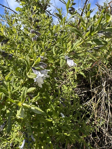 Lepechinia chilensis, photograph 6