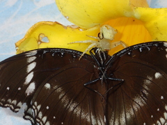 Thomisus okinawensis