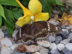 Thomisus okinawensis