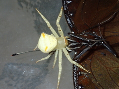 Thomisus okinawensis