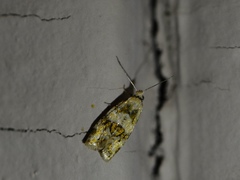 Aethes argentilimitana