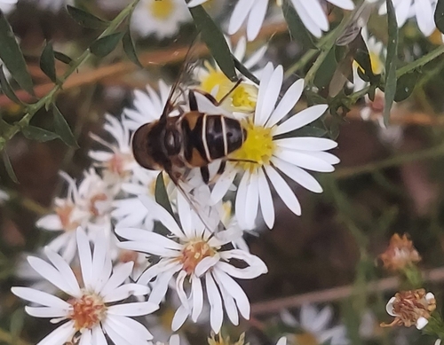 Unknown species found near Fredericksburg, VA 22406, USA