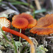 Bog Waxcap - Photo (c) Harry Harms, some rights reserved (CC BY-NC-SA)