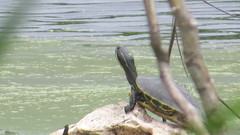 Trachemys venusta iversoni