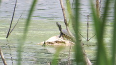 Trachemys venusta iversoni