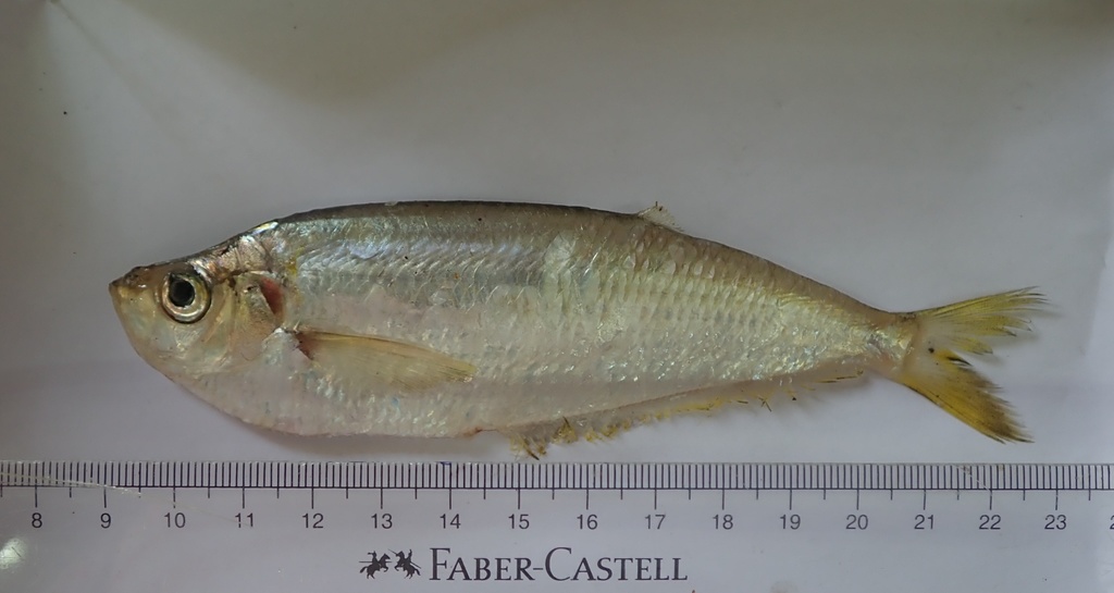 Longfin Shad