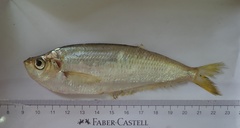 Opisthopterus tardoore