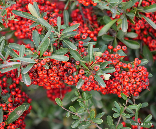 Sichuan Firethorn (Pyracantha atalantioides) · iNaturalist