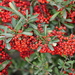 Sichuan Firethorn - Photo (c) sea-kangaroo, some rights reserved (CC BY-NC-ND), uploaded by sea-kangaroo