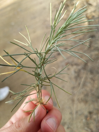 iNaturalist observation photo of California sagebrush