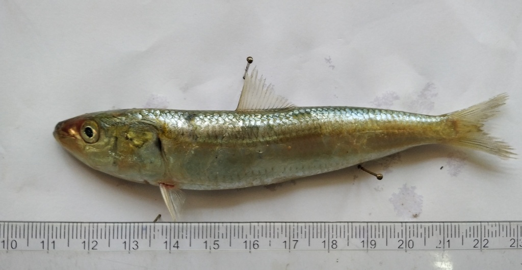 Indian Oil Sardine