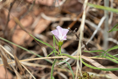Convolvulus angustissimus