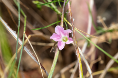 Convolvulus angustissimus