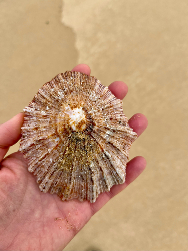 Patella tabularis, 2025-10-19