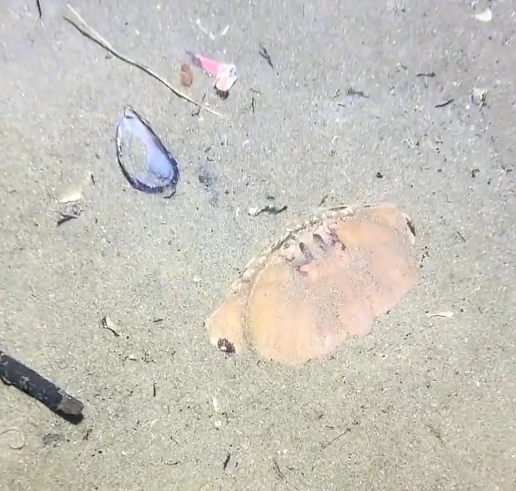 Spectacled Box Crab