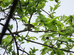 Phylloscopus xanthodryas