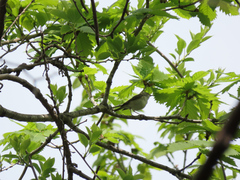 Phylloscopus xanthodryas