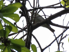 Phylloscopus coronatus