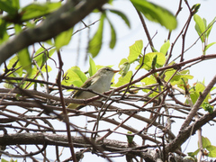 Phylloscopus coronatus