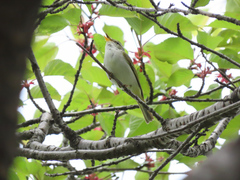 Phylloscopus coronatus