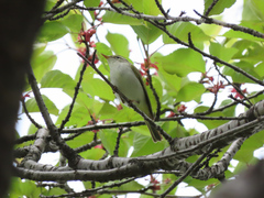 Phylloscopus coronatus