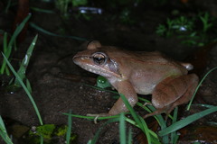 Rana longicrus