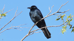 Corvus imparatus
