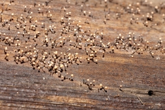 Stilbocrea gracilipes