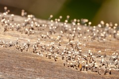 Stilbocrea gracilipes