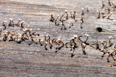 Stilbocrea gracilipes