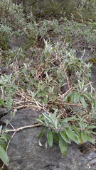 Brachyglottis laxifolia