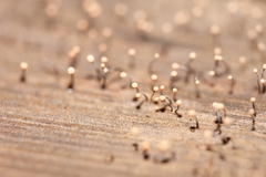 Stilbocrea gracilipes