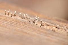 Stilbocrea gracilipes