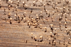 Stilbocrea gracilipes