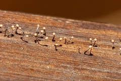 Stilbocrea gracilipes