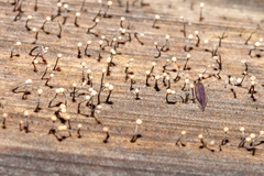 Stilbocrea gracilipes