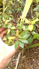 Brachyglottis laxifolia