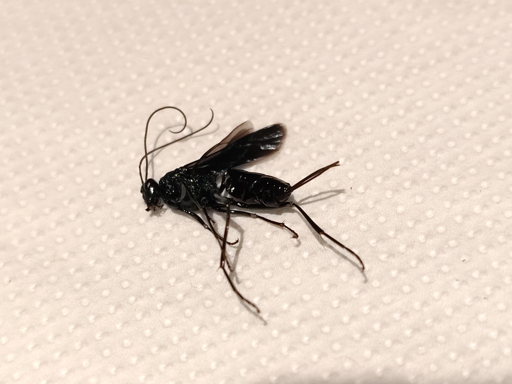 Trachysphyrus penai